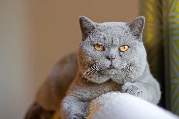 un gatto con grandi guance. sfacciato gatto un gatto con una faccia intelligente.