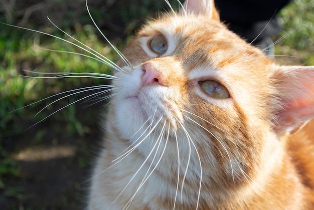 Un gatto con i baffi bianchi guarda il cielo.