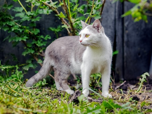 Un gatto con la pelliccia bianca e grigia in giardino osserva da vicino la preda