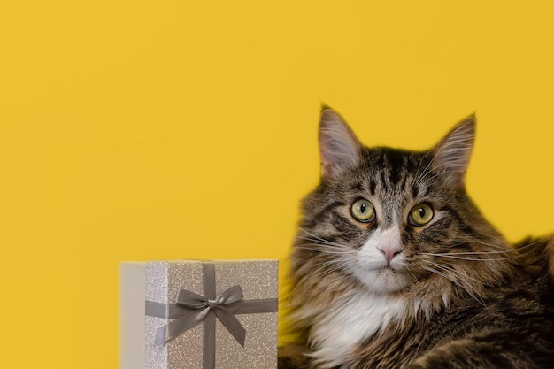 Un gatto con pedigree e una confezione regalo su sfondo giallo Un gatto Maine Coon Vacanze ed eventi
