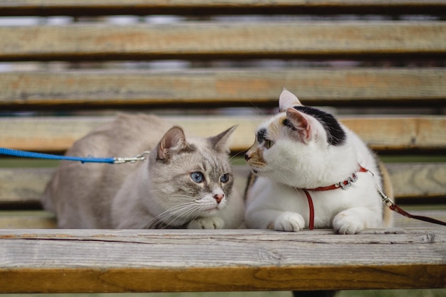 Un gatto con un collare rosso