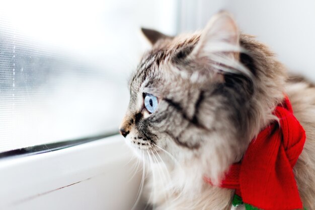 Un gatto con un'elegante sciarpa sul collo guarda attraverso la finestra
