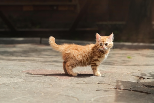 Un gatto con una coda che dice "gatto sopra"