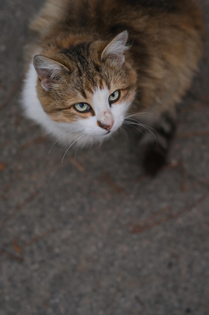 Un gatto con una macchia bianca sul naso