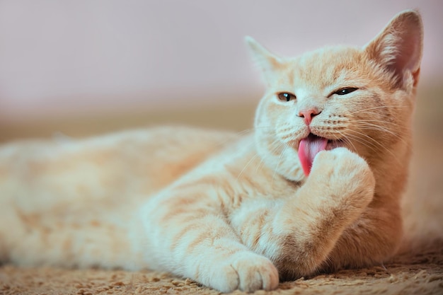 un gatto crema ben curato della razza British Shorthair giace sul pavimento