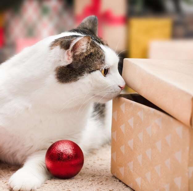 un gatto curioso sbircia in una confezione regalo di Natale mentre è sdraiato sul pavimento