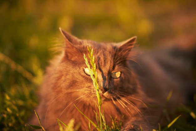 Un gatto curioso siede nell'erba verde con gli occhi gialli spalancati dalla meraviglia Un gatto domestico siede in un campo d'erba