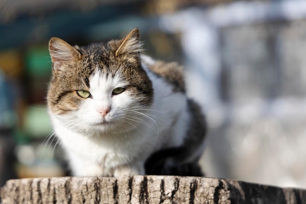 Un gatto da cortile seduto su un ceppo di albero.