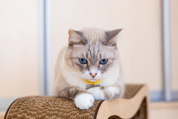 Un gatto dagli occhi azzurri che passeggia nel parco Perfetto per trasmettere tranquillità ed esplorare l'idea del n