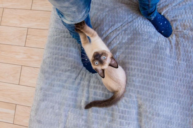 Un gatto dagli occhi azzurri che passeggia nel parco Perfetto per trasmettere tranquillità ed esplorare l'idea del n