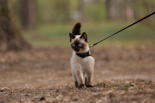 Un gatto dagli occhi azzurri che passeggia nel parco Perfetto per trasmettere tranquillità ed esplorare l'idea del n