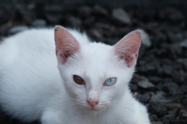 Un gatto dagli occhi strani è un gatto con un occhio azzurro e un occhio felino verde giallo o marrone