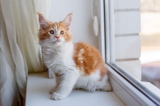 un gatto dai capelli rossi è seduto a casa sulla finestra