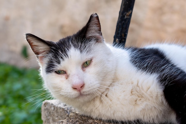 Un gatto dal naso rosa