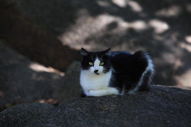 Un gatto dal petto bianco e dal pelo nero