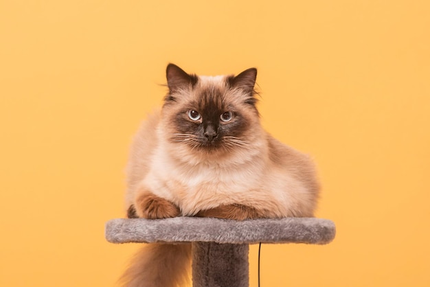 Un gatto della razza Neva Masquerade su sfondo giallo Il gatto è beige con colorazione marrone