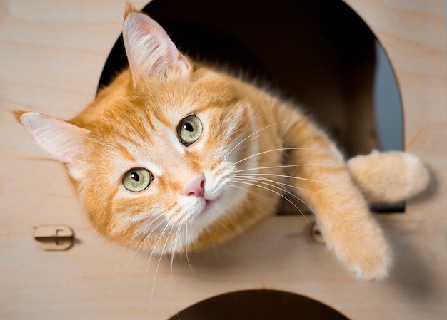 Un gatto di casa allo zenzero giace in una cabina per animali domestici