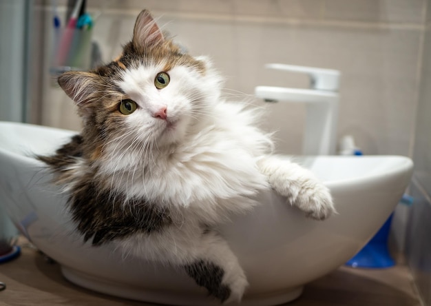 Un gatto di razza è seduto nel lavandino del bagno Angora turca di razza tricolore