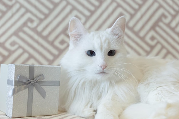 Un gatto di razza lanuginoso bianco e una confezione regalo Animali domestici del primo piano