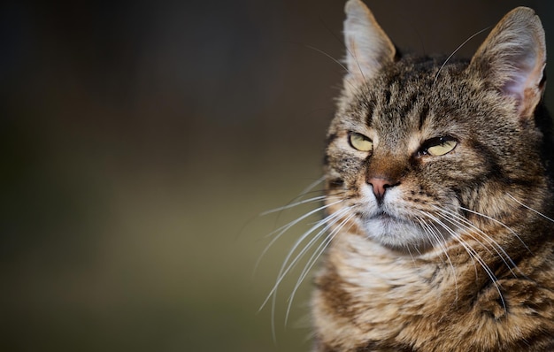 Un gatto di strada adulto si sta rilassando nella natura in una giornata di sole