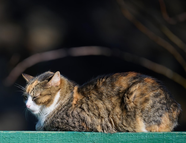 Un gatto di strada adulto si sta rilassando nella natura in una giornata di sole