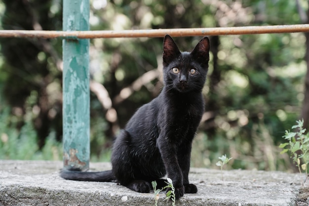 Un gatto di strada nero seduto su una piastrella Gatti Gurzuf