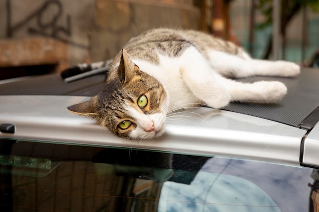 Un gatto divertente con petto e zampe bianche e una schiena maculata grigia giace sul tetto di un'auto. Ritratto di un gatto selvatico. Gatti senzatetto per le strade di Tbilisi. . Foto di alta qualità