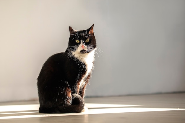 Un gatto divertente si siede in un raggio di luce e guarda direttamente nella telecamera.