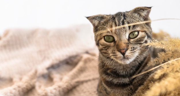 Un gatto domestico con gli occhi verdi giace su una coperta e gioca con le piante secche