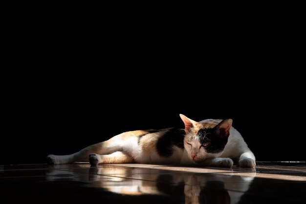 Un gatto domestico femminile sdraiato sul pavimento.