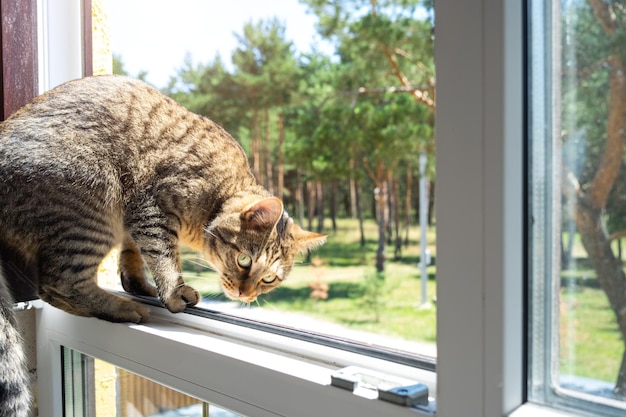 Un gatto domestico guarda la strada dalla finestra della casa Passeggiata e aria fresca per la protezione dell'animale dalle zecche pulci