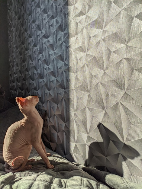 Un gatto don sphynx glabro con grandi orecchie rosa si siede, all'ombra del gatto del muro