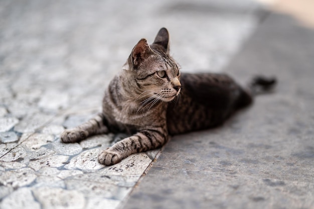 Un gatto è sdraiato a terra e il gatto sta guardando la telecamera.