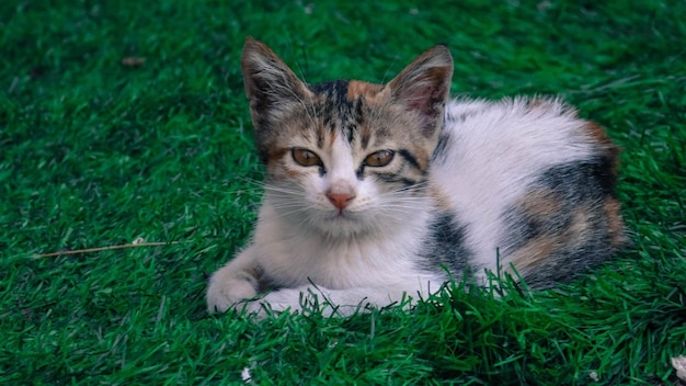 un gatto è sdraiato nell'erba con il nome su di esso