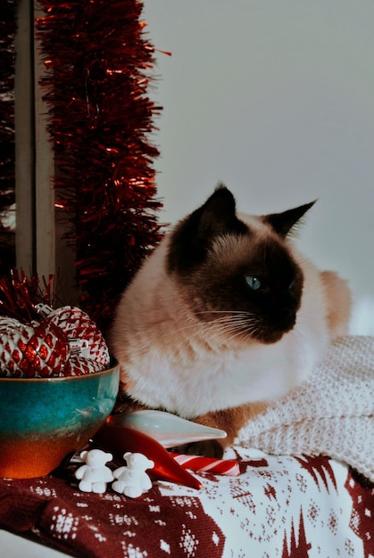 un gatto è seduto davanti a un albero di Natale.