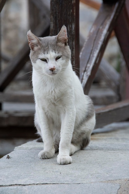 Un gatto è seduto su una sporgenza