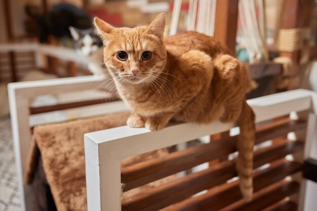 Un gatto è seduto sul tavolo