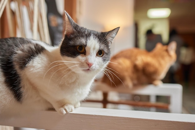 Un gatto è seduto sul tavolo