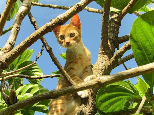 Un gatto è su un albero e il cielo è blu.