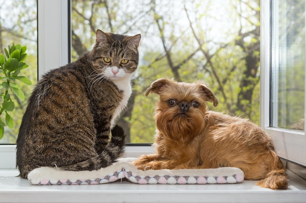 Un gatto e un cane si siedono insieme sul davanzale della finestra