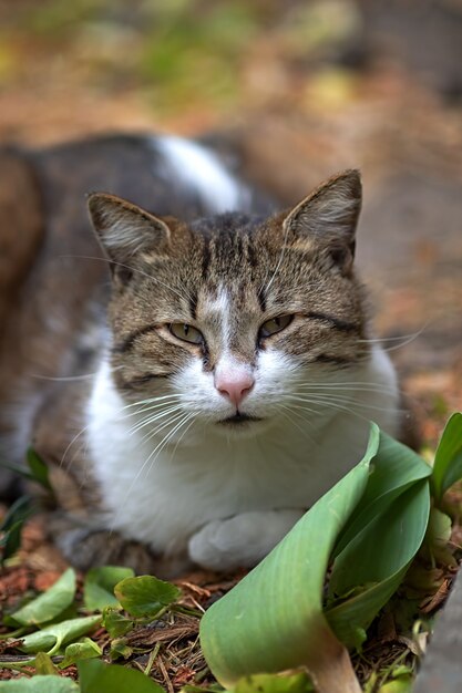 Un gatto giace nell'erba