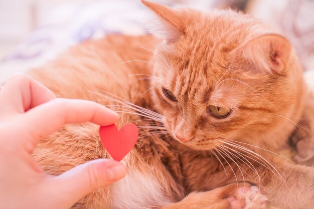 Un gatto grasso allo zenzero guarda con interesse un piccolo cuore di carta rossa. San Valentino