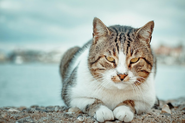 Un gatto grigio-bianco si trova sulle pietre sulla spiaggia.