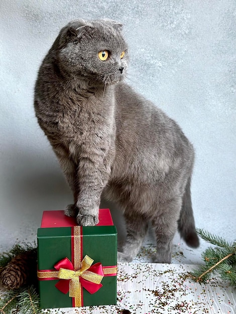 Un gatto grigio britannico dalle orecchie pieghevoli sta con le zampe anteriori su una confezione regalo e distoglie lo sguardo