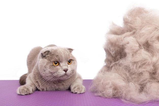 Un gatto grigio britannico guarda con sorpresa un grosso mucchio della propria pelliccia dopo un taglio di capelli in un salone di bellezza per animali