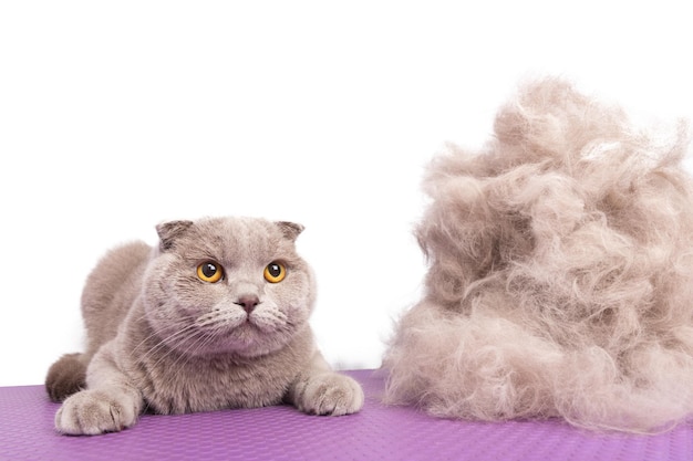 Un gatto grigio britannico guarda la macchina fotografica sdraiata vicino a un grande mucchio della sua pelliccia dopo un taglio di capelli in un salone di bellezza per animali