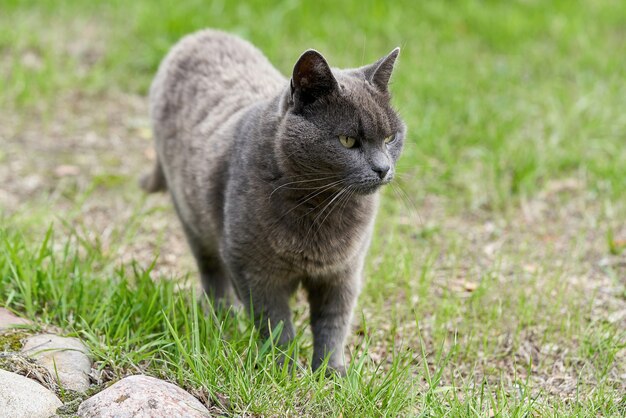 Un gatto grigio cammina sull'erba verde in una giornata estiva. Ritratto di un soffice gatto grigio a passeggio