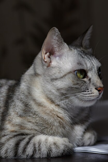 Un gatto grigio che guarda pila di monete. Immagine di concetto che suggerisce di guardare o risparmiare denaro. Un gatto ricco.