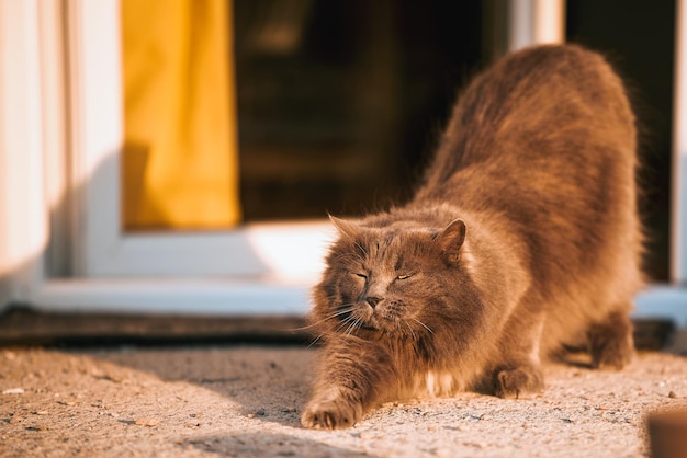 Un gatto grigio che si estende davanti a una porta Gatto domestico sotto il portico