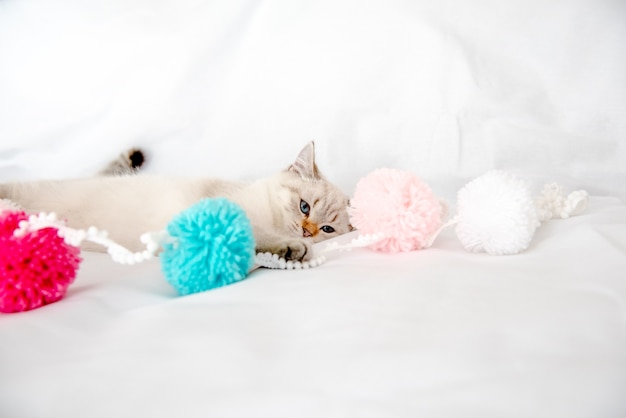 un gatto grigio chiaro giace su un letto su un lenzuolo bianco e gioca con i grovigli